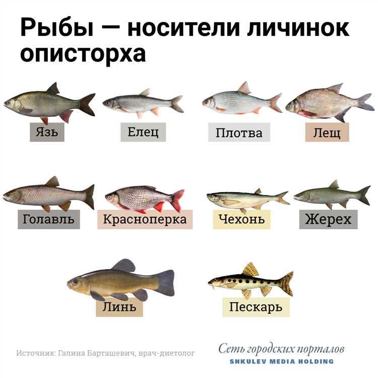 Какие рыбы наиболее подвержены описторхозу?