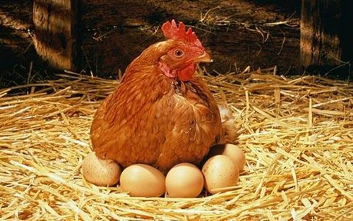 фото курица сидит и рядом яйца