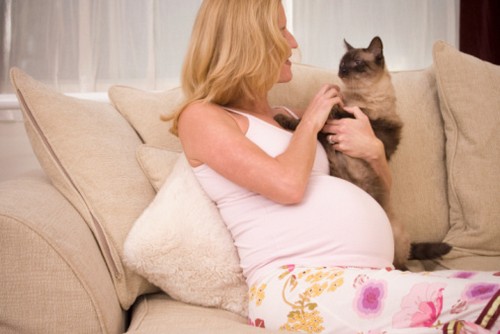 беременность и кот
