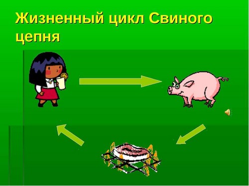 свиной цепень цикл